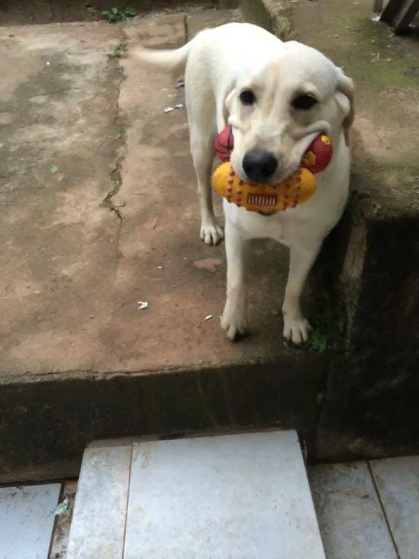 Cachorro ra a Labrador idade 7 a 11 meses nome Meg