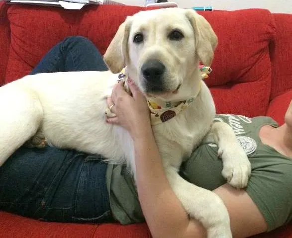 Cachorro ra a Labrador idade 7 a 11 meses nome Meg