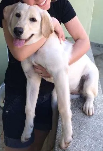 Cachorro ra a Labrador idade 7 a 11 meses nome Meg