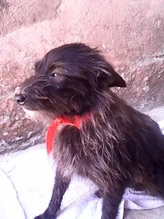 Cachorro ra a SRD idade 1 ano nome Nina