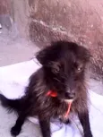 Nina