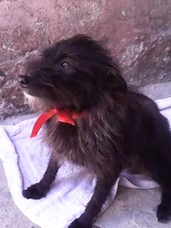Cachorro ra a SRD idade 1 ano nome Nina