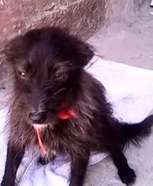 Cachorro raça SRD idade 1 ano nome Nina