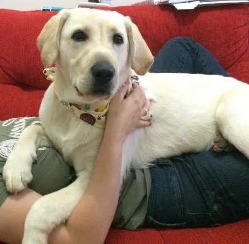 Cachorro ra a Labrador idade 7 a 11 meses nome Meg