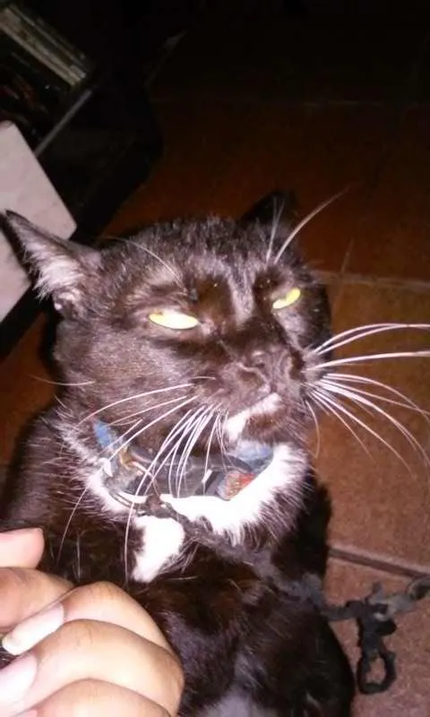 Gato ra a  idade 7 a 11 meses nome Jerry