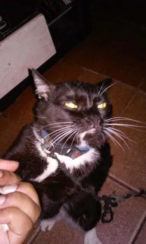Gato ra a  idade 7 a 11 meses nome Jerry
