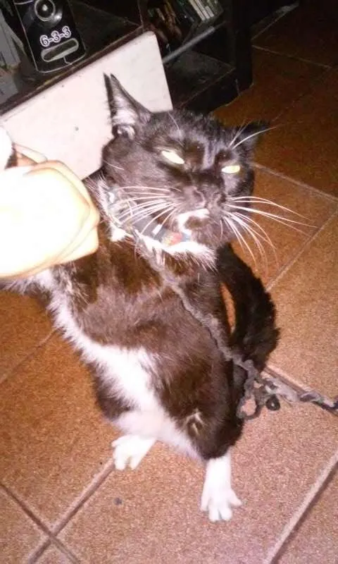 Gato ra a  idade 7 a 11 meses nome Jerry