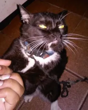 Gato raça  idade 7 a 11 meses nome Jerry