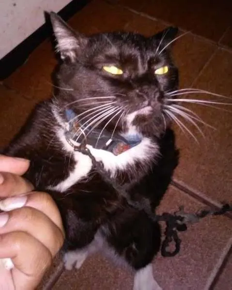 Gato ra a  idade 7 a 11 meses nome Jerry