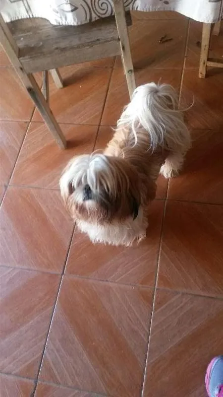 Cachorro ra a schitso idade 1 ano nome tedy GRATIFICA