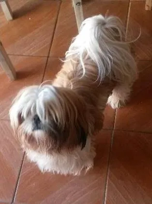 Cachorro ra a schitso idade 1 ano nome tedy GRATIFICA