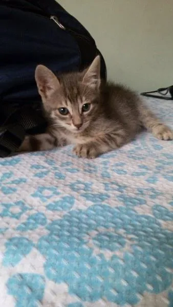 Gato raça Vira Lata idade Abaixo de 2 meses nome Brigitte