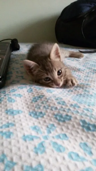 Gato raça Vira Lata idade Abaixo de 2 meses nome Brigitte