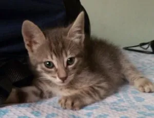 Gato raça Vira Lata idade Abaixo de 2 meses nome Brigitte