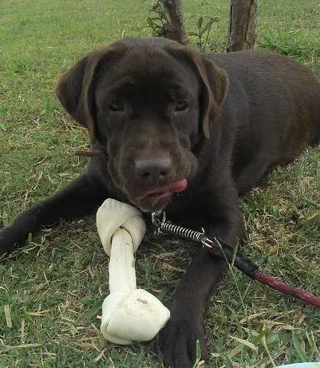 Cachorro ra a Labrador idade 1 ano nome Brownie