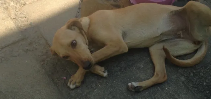 Cachorro ra a Labrador com vira-lata  idade 7 a 11 meses nome Lua