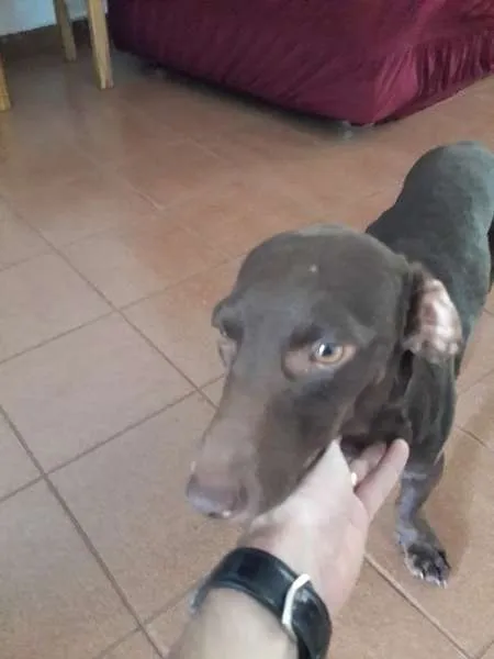 Cachorro ra a SRD - Salsichinha idade 1 ano nome ???