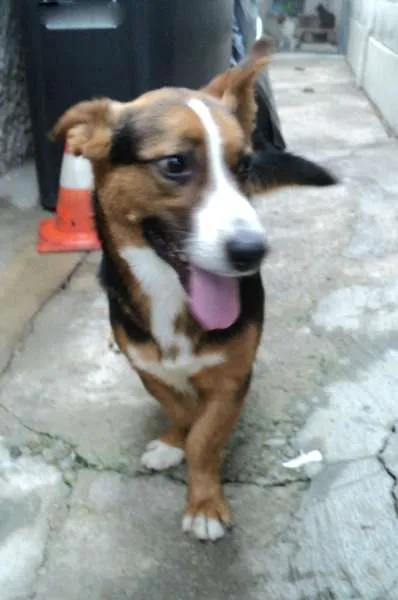 Cachorro ra a SRD idade 2 anos nome Jack Tequila