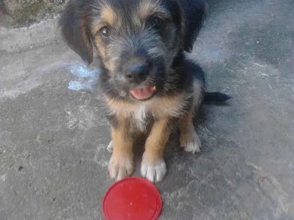 Cachorro ra a SRD idade 2 a 6 meses nome Boris