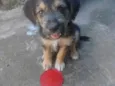 Boris