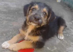 Cachorro raça SRD idade 2 a 6 meses nome Boris