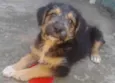 Boris