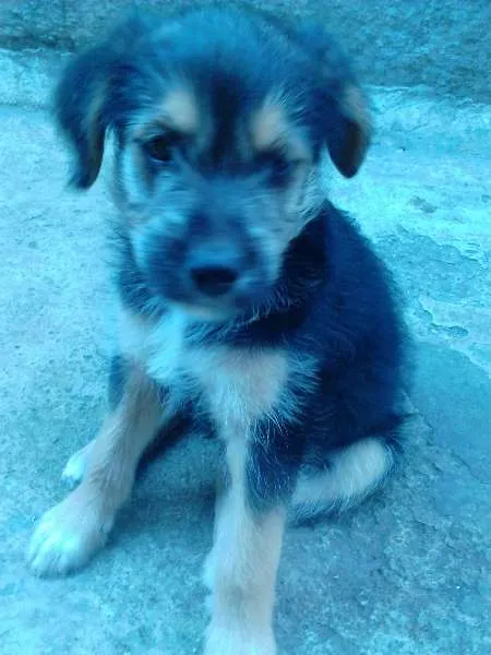 Cachorro ra a SRD idade 2 a 6 meses nome Boris