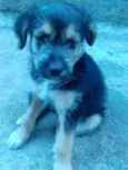 Boris