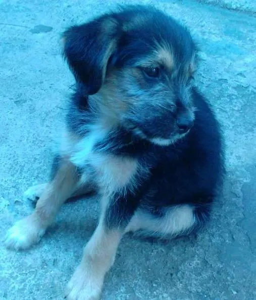 Cachorro ra a SRD idade 2 a 6 meses nome Boris