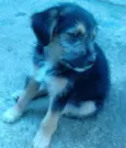Boris