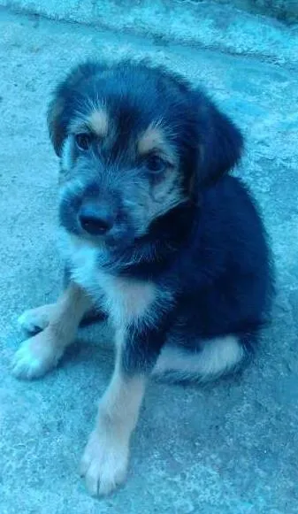 Cachorro ra a SRD idade 2 a 6 meses nome Boris