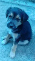 Boris
