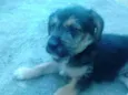 Boris
