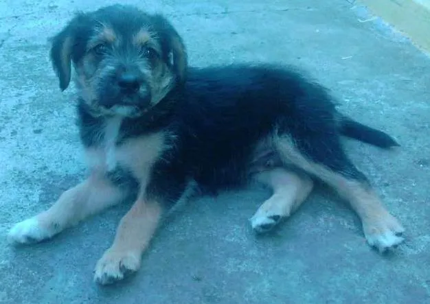 Cachorro ra a SRD idade 2 a 6 meses nome Boris