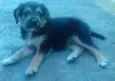 Boris