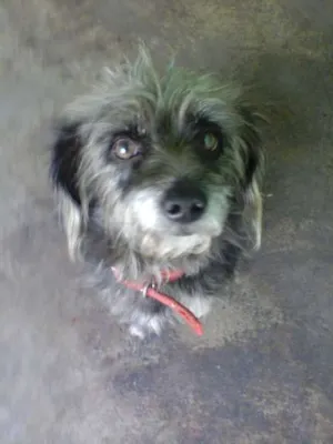 Cachorro raça mestiço idade 4 anos nome spike