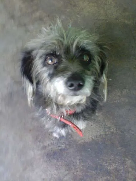 Cachorro ra a mestiço idade 4 anos nome spike