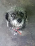 spike