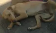 Lua