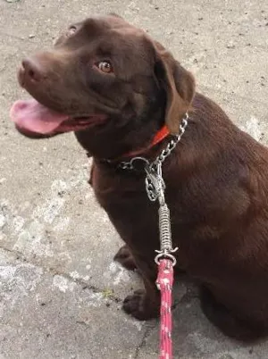 Cachorro raça Labrador idade 1 ano nome Brownie