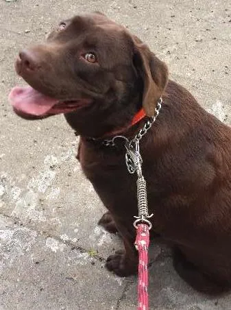 Cachorro ra a Labrador idade 1 ano nome Brownie