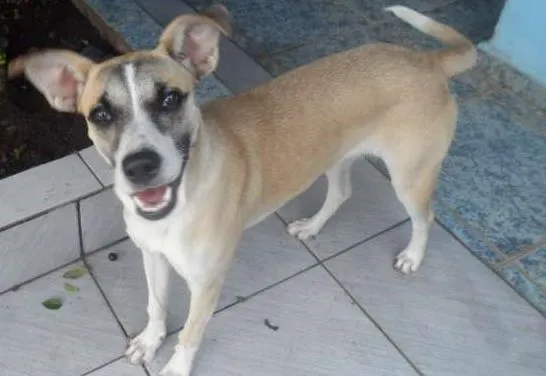 Cachorro raça vira-lata idade 2 anos nome Winnie