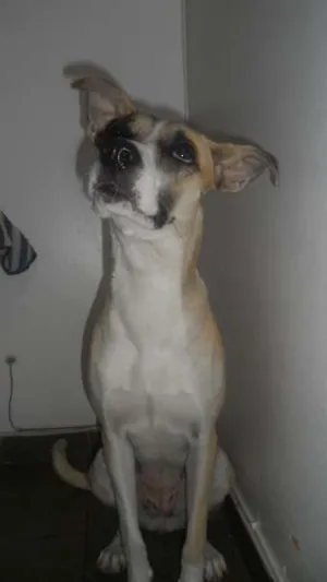 Cachorro raça vira-lata idade 2 anos nome Winnie