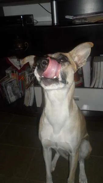 Cachorro raça vira-lata idade 2 anos nome Winnie