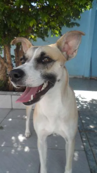 Cachorro raça vira-lata idade 2 anos nome Winnie