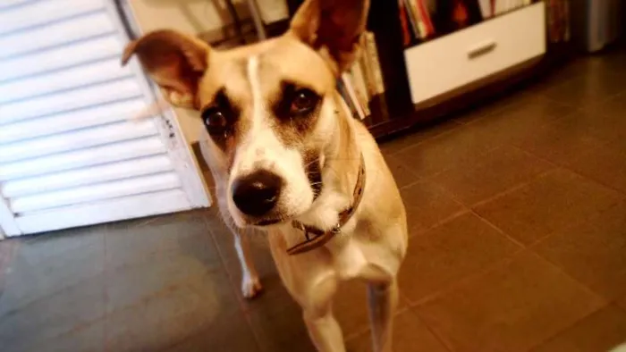 Cachorro raça vira-lata idade 2 anos nome Winnie
