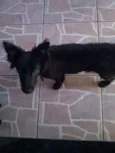 Whisky