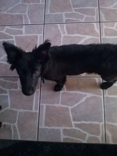 Cachorro ra a indefinida idade 7 a 11 meses nome Whisky