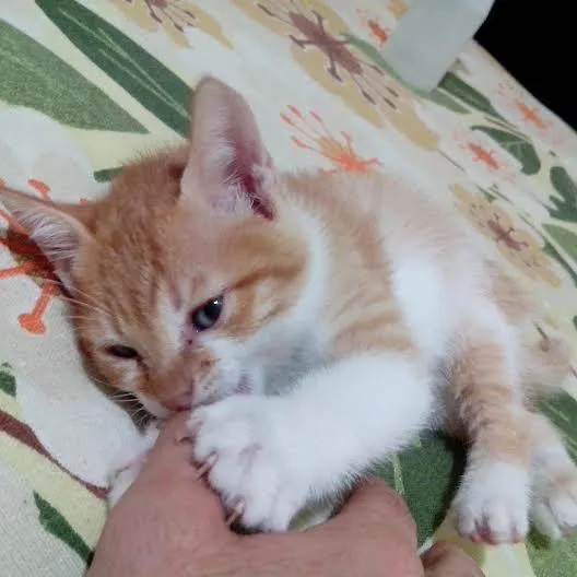 Gato raça Vira lata idade 2 a 6 meses nome Caramelo