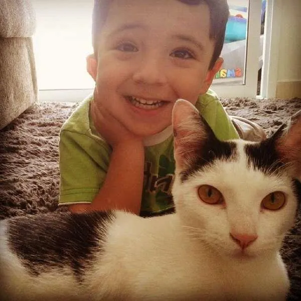 Gato ra a SRD idade 7 a 11 meses nome Mion e Mel